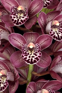 Cymbidium Nancy Miyamoto Charm AM/AOS 80 pts.